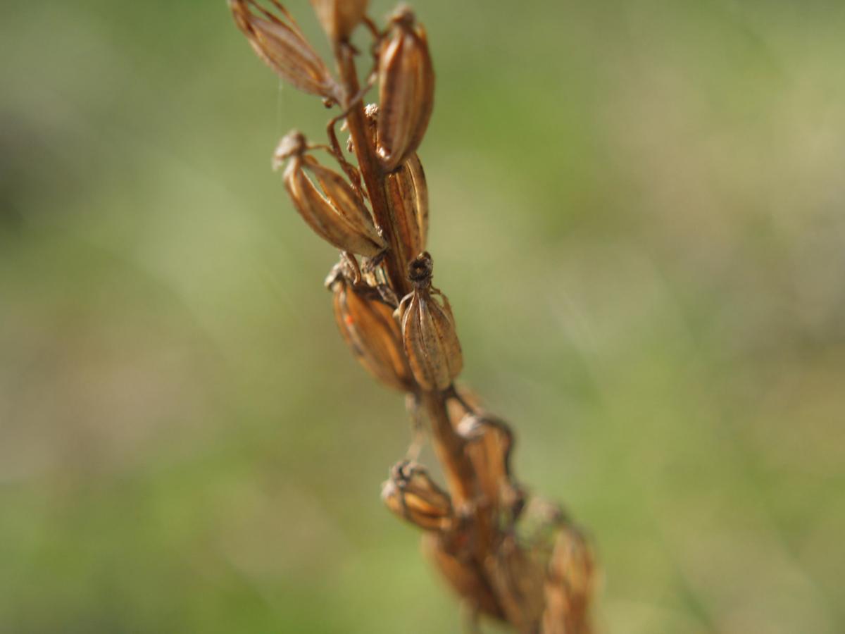 Orchid, Lesser Butterfly fruit